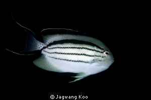 Fish portrait by Jagwang Koo 